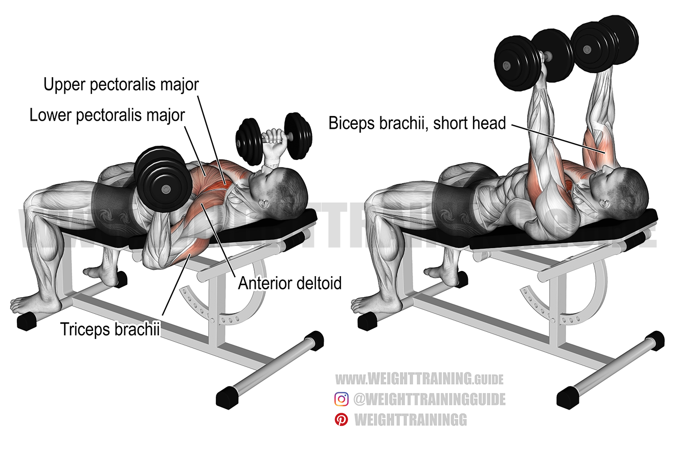 Kurzhantel Schrägbankdrücken - Fitnessübung